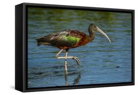 USA, Florida, Sarasota, Myakka River State Park, Glossy Ibis-Bernard Friel-Framed Stretched Canvas