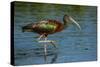 USA, Florida, Sarasota, Myakka River State Park, Glossy Ibis-Bernard Friel-Stretched Canvas