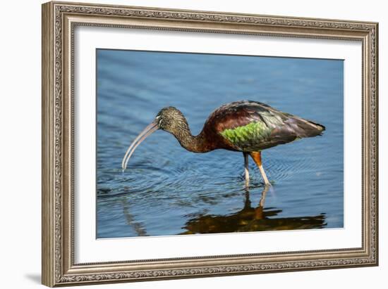 USA, Florida, Sarasota, Myakka River State Park, Glossy Ibis-Bernard Friel-Framed Photographic Print