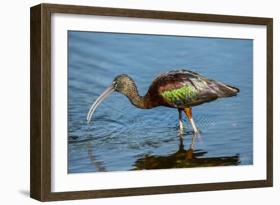 USA, Florida, Sarasota, Myakka River State Park, Glossy Ibis-Bernard Friel-Framed Photographic Print