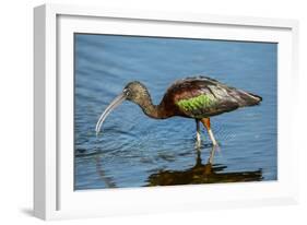 USA, Florida, Sarasota, Myakka River State Park, Glossy Ibis-Bernard Friel-Framed Photographic Print