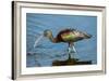 USA, Florida, Sarasota, Myakka River State Park, Glossy Ibis-Bernard Friel-Framed Photographic Print