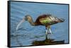 USA, Florida, Sarasota, Myakka River State Park, Glossy Ibis-Bernard Friel-Framed Stretched Canvas