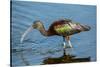 USA, Florida, Sarasota, Myakka River State Park, Glossy Ibis-Bernard Friel-Stretched Canvas