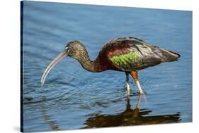 USA, Florida, Sarasota, Myakka River State Park, Glossy Ibis-Bernard Friel-Stretched Canvas