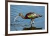 USA, Florida, Sarasota, Myakka River State Park, Glossy Ibis-Bernard Friel-Framed Photographic Print