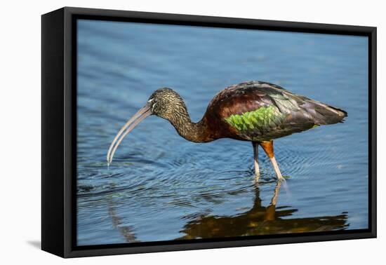 USA, Florida, Sarasota, Myakka River State Park, Glossy Ibis-Bernard Friel-Framed Stretched Canvas