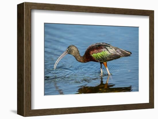 USA, Florida, Sarasota, Myakka River State Park, Glossy Ibis-Bernard Friel-Framed Photographic Print