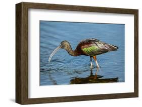 USA, Florida, Sarasota, Myakka River State Park, Glossy Ibis-Bernard Friel-Framed Photographic Print