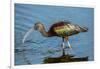 USA, Florida, Sarasota, Myakka River State Park, Glossy Ibis-Bernard Friel-Framed Photographic Print