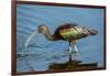 USA, Florida, Sarasota, Myakka River State Park, Glossy Ibis-Bernard Friel-Framed Photographic Print