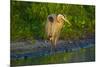 USA, Florida, Sarasota, Myakka River State Park, Great Blue Heron-Bernard Friel-Mounted Photographic Print