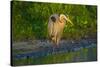 USA, Florida, Sarasota, Myakka River State Park, Great Blue Heron-Bernard Friel-Stretched Canvas