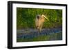 USA, Florida, Sarasota, Myakka River State Park, Great Blue Heron-Bernard Friel-Framed Photographic Print