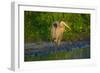 USA, Florida, Sarasota, Myakka River State Park, Great Blue Heron-Bernard Friel-Framed Photographic Print