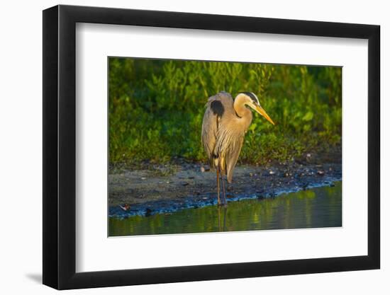 USA, Florida, Sarasota, Myakka River State Park, Great Blue Heron-Bernard Friel-Framed Photographic Print