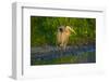 USA, Florida, Sarasota, Myakka River State Park, Great Blue Heron-Bernard Friel-Framed Photographic Print