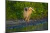 USA, Florida, Sarasota, Myakka River State Park, Great Blue Heron-Bernard Friel-Mounted Photographic Print