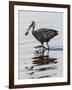 USA, Florida, Sarasota, Myakka River State Park, Limpkin Feeding on Apple Snail-Bernard Friel-Framed Photographic Print