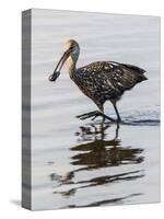 USA, Florida, Sarasota, Myakka River State Park, Limpkin Feeding on Apple Snail-Bernard Friel-Stretched Canvas