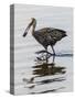 USA, Florida, Sarasota, Myakka River State Park, Limpkin Feeding on Apple Snail-Bernard Friel-Stretched Canvas