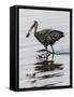 USA, Florida, Sarasota, Myakka River State Park, Limpkin Feeding on Apple Snail-Bernard Friel-Framed Stretched Canvas