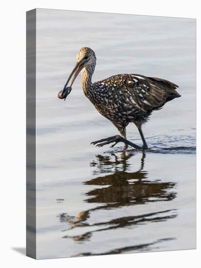 USA, Florida, Sarasota, Myakka River State Park, Limpkin Feeding on Apple Snail-Bernard Friel-Stretched Canvas