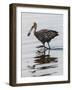 USA, Florida, Sarasota, Myakka River State Park, Limpkin Feeding on Apple Snail-Bernard Friel-Framed Photographic Print