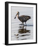 USA, Florida, Sarasota, Myakka River State Park, Limpkin Feeding on Apple Snail-Bernard Friel-Framed Photographic Print