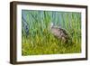 USA, Florida, Sarasota, Myakka River State Park, Limpkin-Bernard Friel-Framed Photographic Print