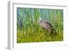 USA, Florida, Sarasota, Myakka River State Park, Limpkin-Bernard Friel-Framed Photographic Print