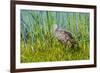 USA, Florida, Sarasota, Myakka River State Park, Limpkin-Bernard Friel-Framed Photographic Print