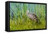 USA, Florida, Sarasota, Myakka River State Park, Limpkin-Bernard Friel-Framed Stretched Canvas