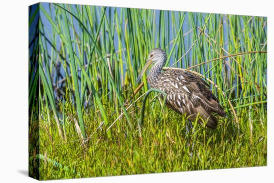 USA, Florida, Sarasota, Myakka River State Park, Limpkin-Bernard Friel-Stretched Canvas