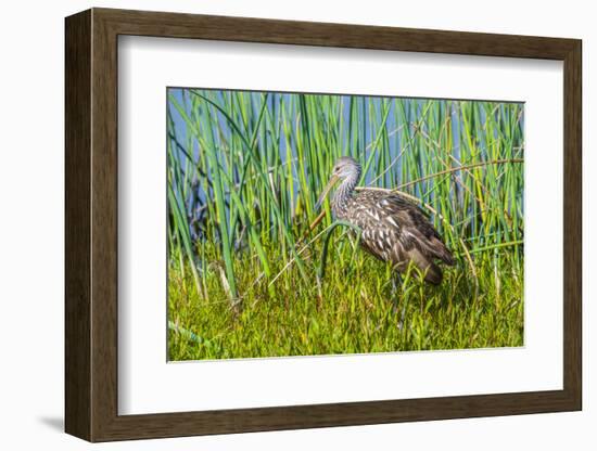 USA, Florida, Sarasota, Myakka River State Park, Limpkin-Bernard Friel-Framed Photographic Print