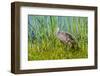 USA, Florida, Sarasota, Myakka River State Park, Limpkin-Bernard Friel-Framed Photographic Print