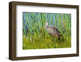 USA, Florida, Sarasota, Myakka River State Park, Limpkin-Bernard Friel-Framed Photographic Print