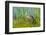 USA, Florida, Sarasota, Myakka River State Park, Limpkin-Bernard Friel-Framed Photographic Print