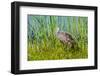 USA, Florida, Sarasota, Myakka River State Park, Limpkin-Bernard Friel-Framed Photographic Print