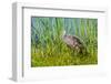 USA, Florida, Sarasota, Myakka River State Park, Limpkin-Bernard Friel-Framed Photographic Print