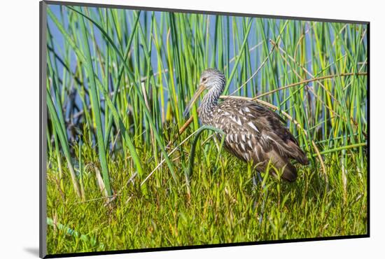 USA, Florida, Sarasota, Myakka River State Park, Limpkin-Bernard Friel-Mounted Photographic Print