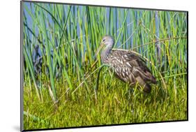 USA, Florida, Sarasota, Myakka River State Park, Limpkin-Bernard Friel-Mounted Photographic Print