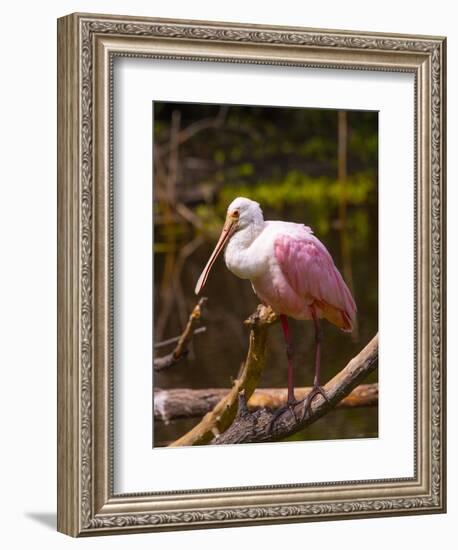 USA, Florida, Sarasota, Myakka River State Park, Perched Roseate Spoonbill-Bernard Friel-Framed Photographic Print