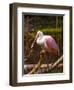 USA, Florida, Sarasota, Myakka River State Park, Perched Roseate Spoonbill-Bernard Friel-Framed Photographic Print