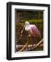 USA, Florida, Sarasota, Myakka River State Park, Perched Roseate Spoonbill-Bernard Friel-Framed Photographic Print