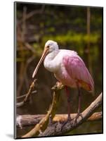 USA, Florida, Sarasota, Myakka River State Park, Perched Roseate Spoonbill-Bernard Friel-Mounted Photographic Print