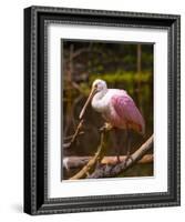 USA, Florida, Sarasota, Myakka River State Park, Perched Roseate Spoonbill-Bernard Friel-Framed Photographic Print