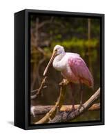 USA, Florida, Sarasota, Myakka River State Park, Perched Roseate Spoonbill-Bernard Friel-Framed Stretched Canvas