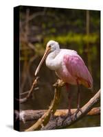 USA, Florida, Sarasota, Myakka River State Park, Perched Roseate Spoonbill-Bernard Friel-Stretched Canvas