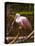 USA, Florida, Sarasota, Myakka River State Park, Perched Roseate Spoonbill-Bernard Friel-Stretched Canvas